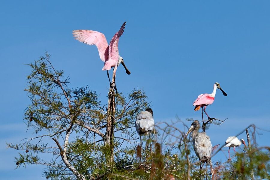 Miami: Everglades Full-Day Tour with 2 Boat Trips and Lunch - Who will enjoy this experience most