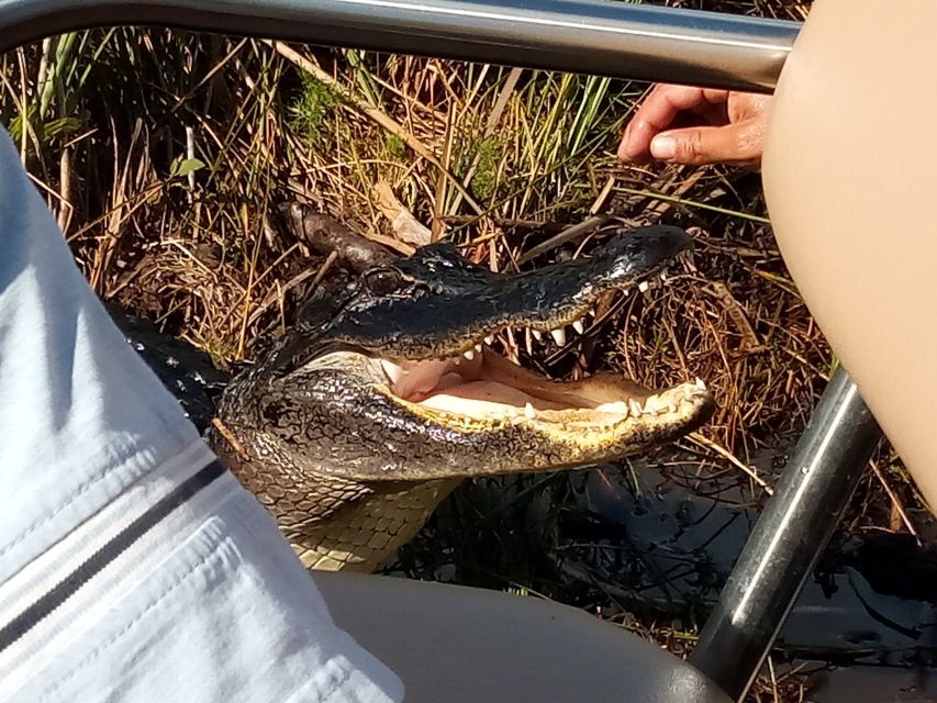 Miami: Everglades Full-Day Tour with 2 Boat Trips and Lunch - The 75-minute airboat ride through freshwater marsh