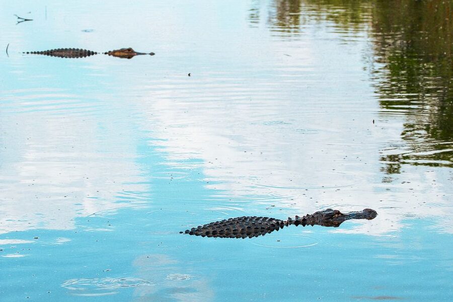 Miami: Everglades National Park Airboat Tour & Wildlife Show - Should you book it?
