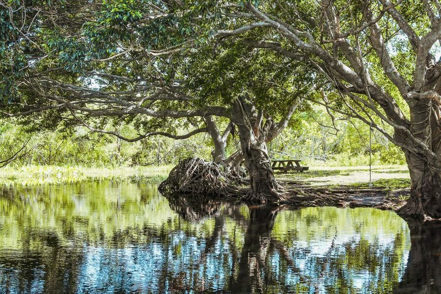 Miami: Everglades National Park Airboat Tour & Wildlife Show - The wildlife you may see from the boat
