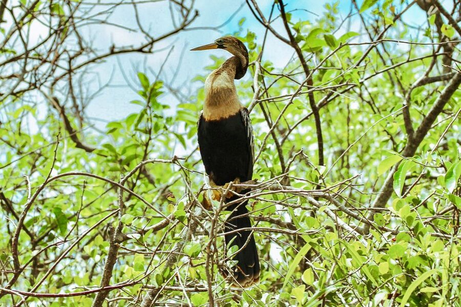 Miami: Everglades National Park Airboat Tour & Wildlife Show - Photos, food, and the extras at Gator Park