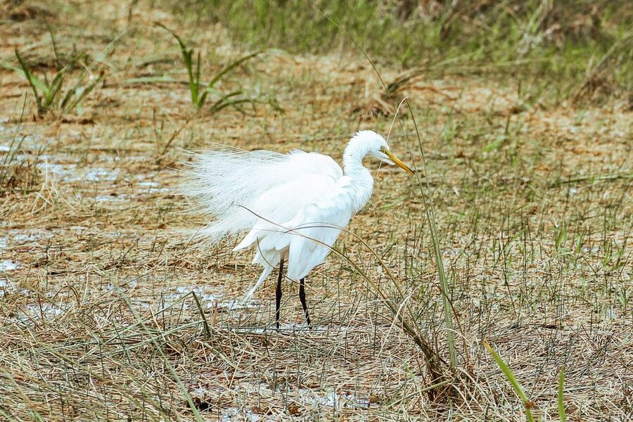 Miami: Everglades National Park Airboat Tour & Wildlife Show - Is $42 good value?