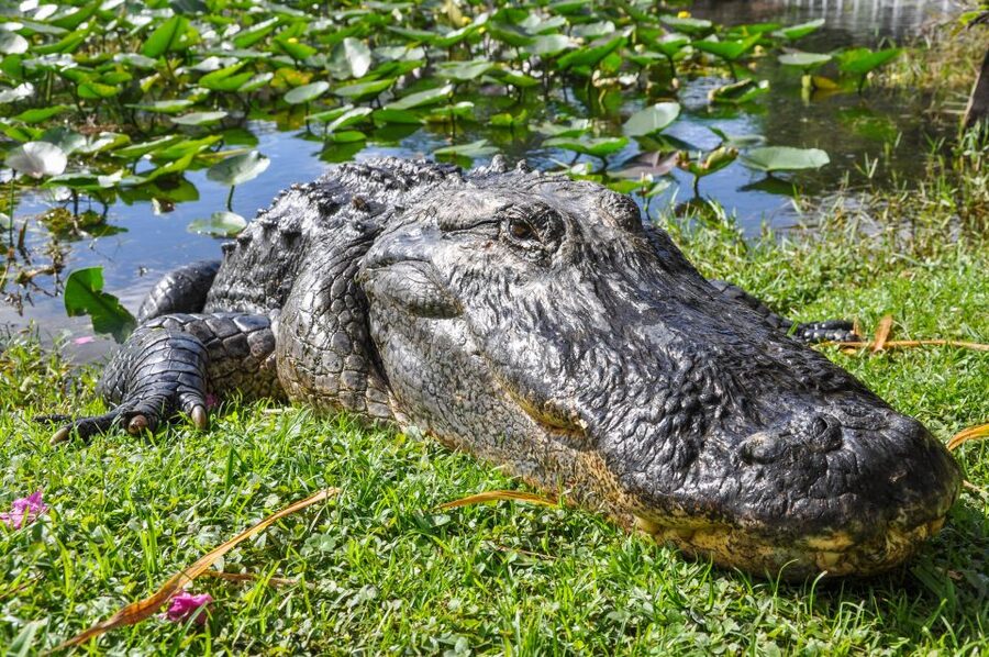 Miami: Everglades Safari Park Airboat Tour - The airboat ride through the River of Grass