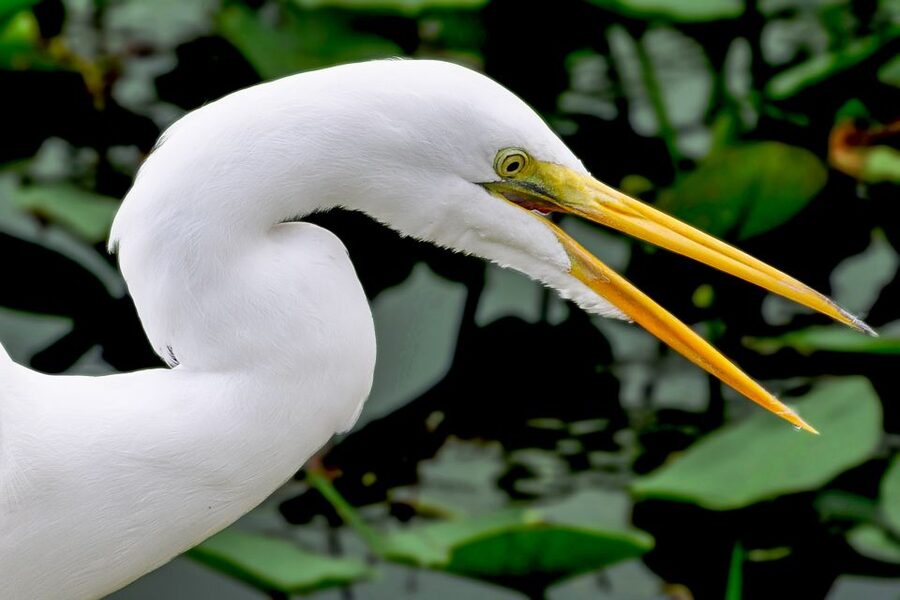 Miami: Everglades Safari Park Airboat Tour - What the Wildlife Nature Show adds