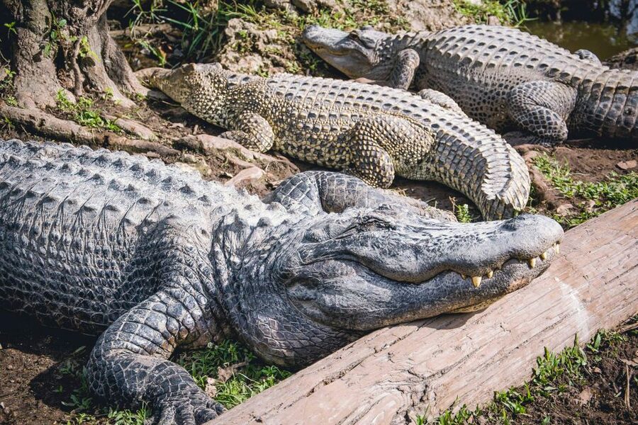 Miami: Everglades Safari Park Airboat Tour - Comfort, heat, noise, and accessibility