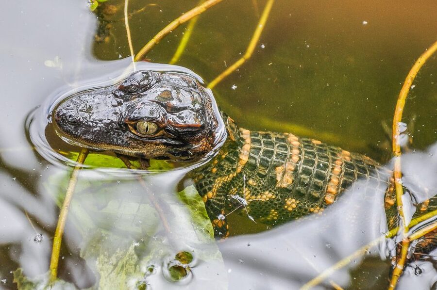 Miami: Everglades Safari Park Airboat Tour - Who will enjoy this outing most