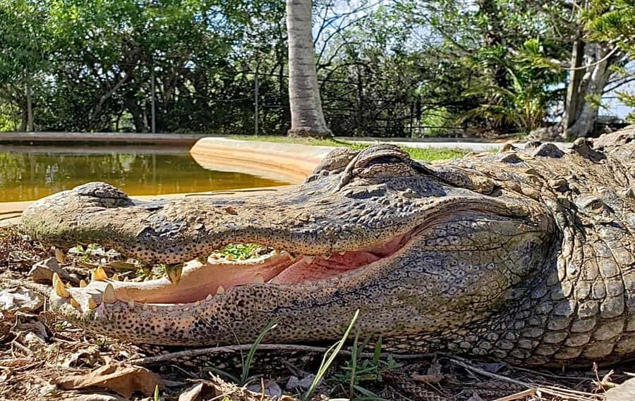 Miami: Original Everglades Airboat Tour & Interpretive area - Meeting Jojo before the boat ride