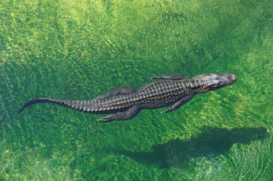 Miami: Small Group Tour w/Everglades, Little Havana & Cruise - Who should book this day