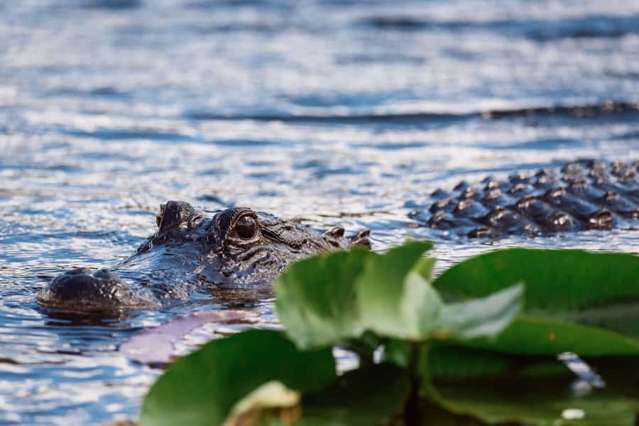 Miami: Wild Everglades Airboat Ride and Gator Encounters - Who Should Book This Everglades Trip?