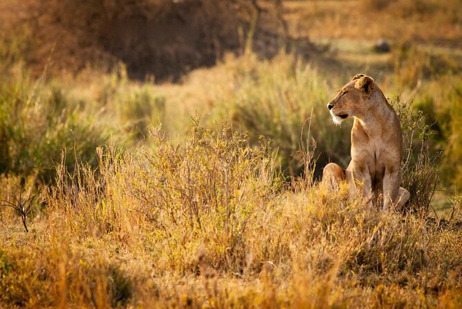 MIKUMI NATIONAL PARK - 3 Days - Why Mikumi works for a short safari