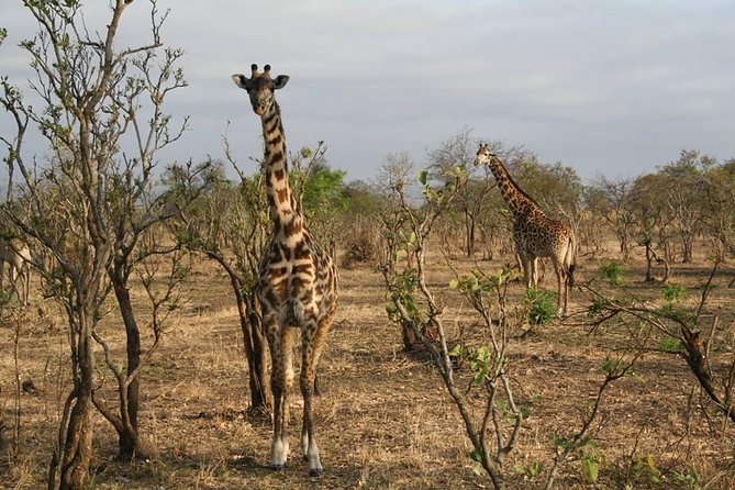 MIKUMI NATIONAL PARK - 3 Days - Day one: five hours from Dar es Salaam to the park