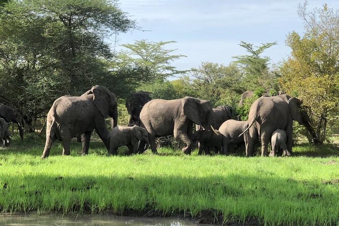 Mikumi Safari Tour: Day Trip Return Flight From Zanzibar - The 7:00 a.m. Flight from Zanzibar