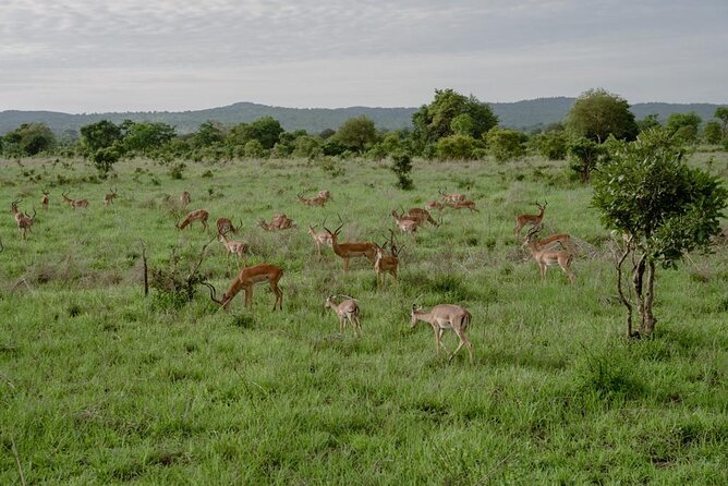 Mikumi Safari Tour: Day Trip Return Flight From Zanzibar - The Main Risk: A Shorter Day Than Expected