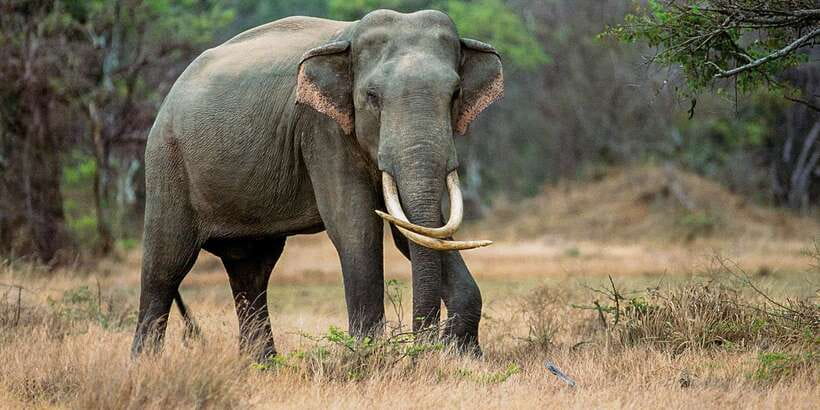 Minneriya: Minneriya National Park Private Safari - Key points at a glance