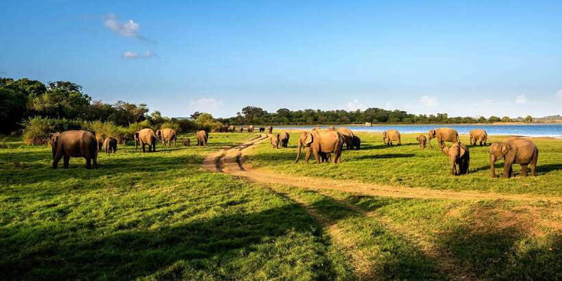 Minneriya: Minneriya National Park Private Safari - Why Minneriya’s elephants are the main event