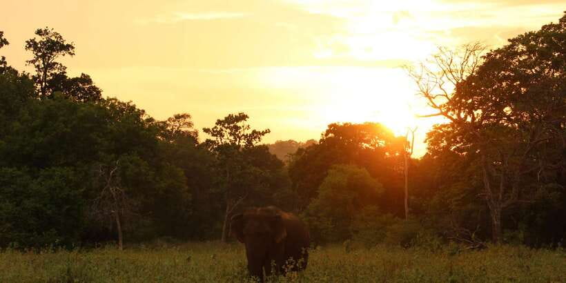 Minneriya: Minneriya National Park Private Safari - The best season and time of day