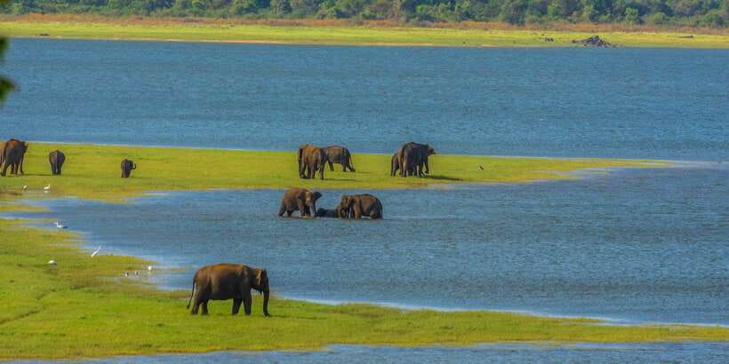 Minneriya: Minneriya National Park Private Safari - What the private jeep adds