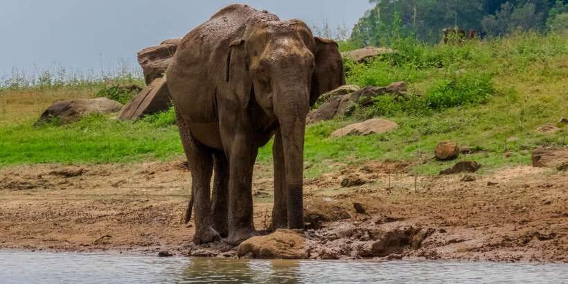 Minneriya: Minneriya National Park Private Safari - The guide can shape your whole morning or afternoon