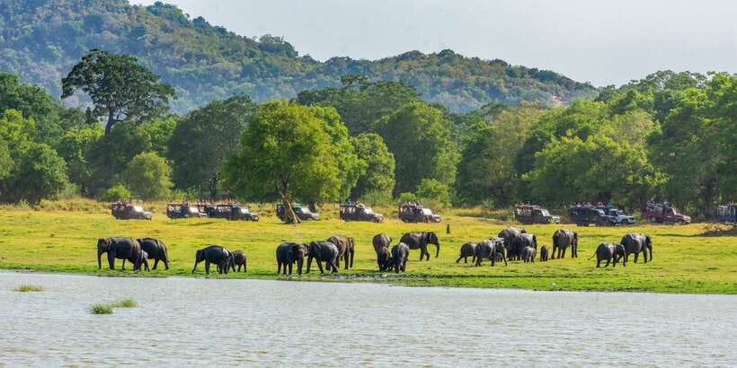 Minneriya: Minneriya National Park Private Safari - Price, tickets, and the true cost