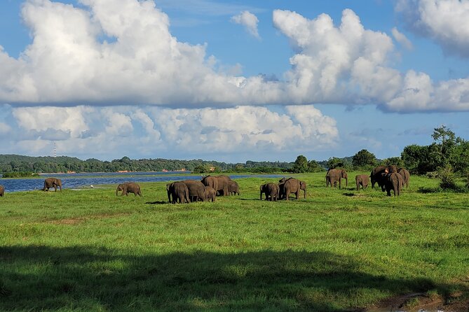 Minneriya National Park halfday Safari - Why Minneriya is famous for elephants