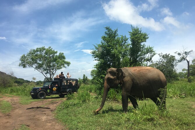 Minneriya National Park halfday Safari - What is included, and what is not