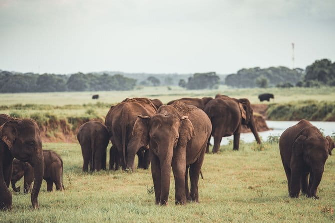 Minneriya National Park | Private Safari - Key points to know before you book
