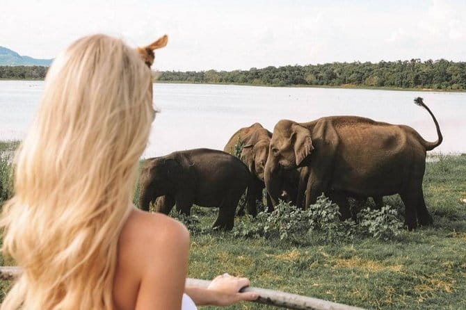 Minneriya National Park | Private Safari - Watching elephants around the reservoir
