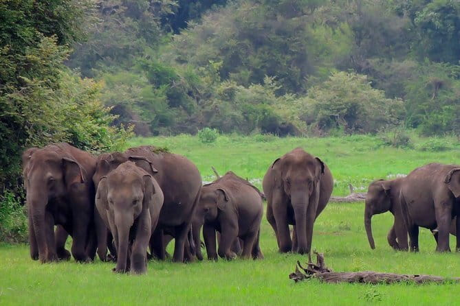 Minneriya National Park | Private Safari - The value of a $25 private safari