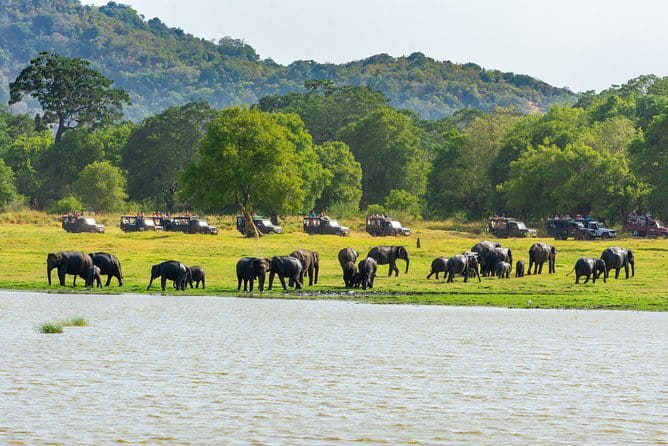 Minneriya National Park Safari from Habarana - Why Minneriya is famous for elephants