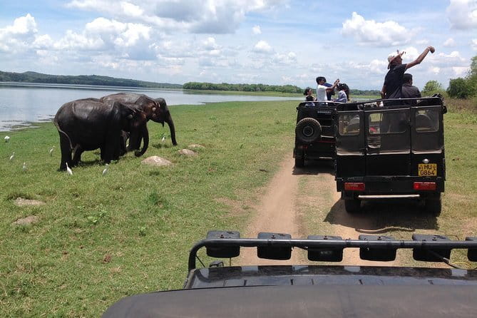 Minneriya National Park Safari from Habarana - Morning, afternoon, or full-day timing