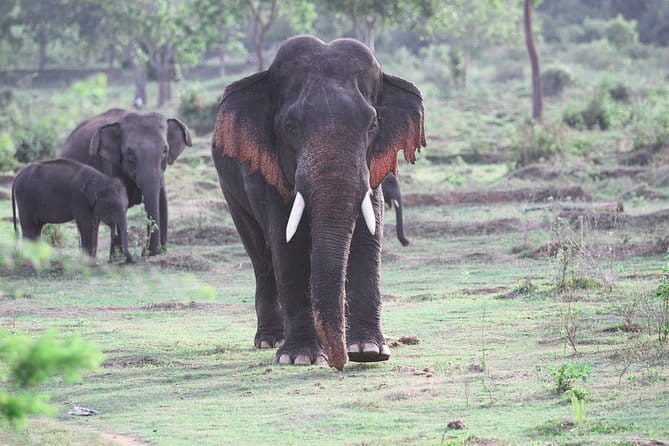 Minneriya National Park Safari from Habarana - The driver can shape the whole safari