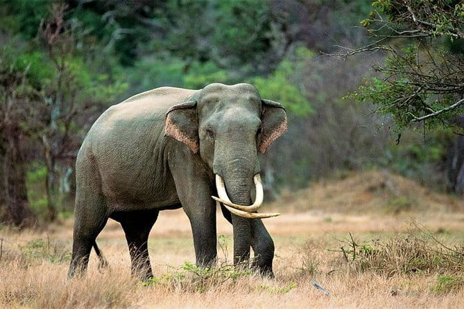 Minneriya National Park Safari from Habarana - Is $30 good value?