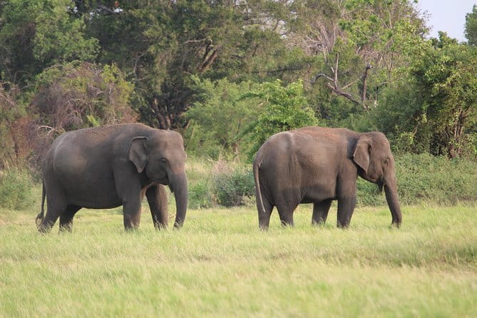 Minneriya National Park Safari from Habarana - Who will enjoy this safari most?