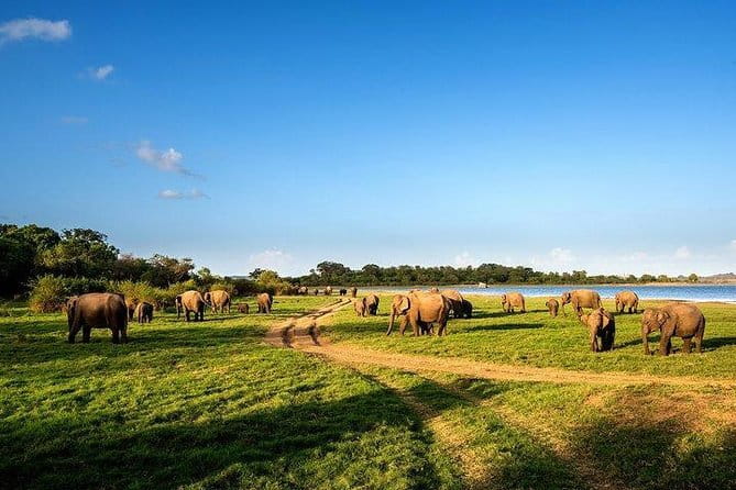 Minneriya National Park Safari from Habarana - Starting in Habarana at 2 p.m.