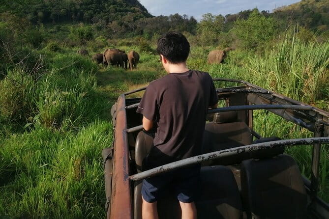 Minneriya National Park Safari - Private Jeep with Hotel Pickup - Why Minneriya’s elephants are worth the trip