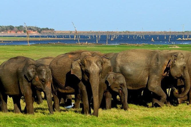 Minneriya National Park Safari - Private Jeep with Hotel Pickup - Timing, weather, and cancellation rules