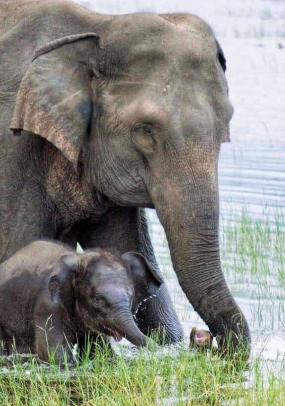 Minneriya National Park Wild Elephant Safari - Private - Why Minneriya’s elephant gathering matters