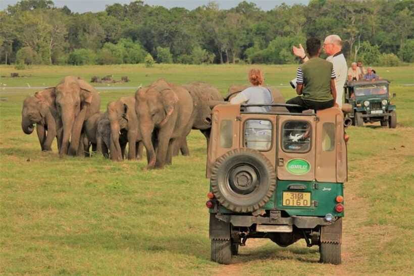 Minneriya National Park Wild Elephant Safari - Private - What you pay, and what you do not