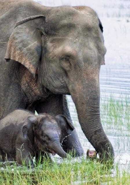 Minneriya National Park Wild Elephant Safari - Private - The driver makes the difference