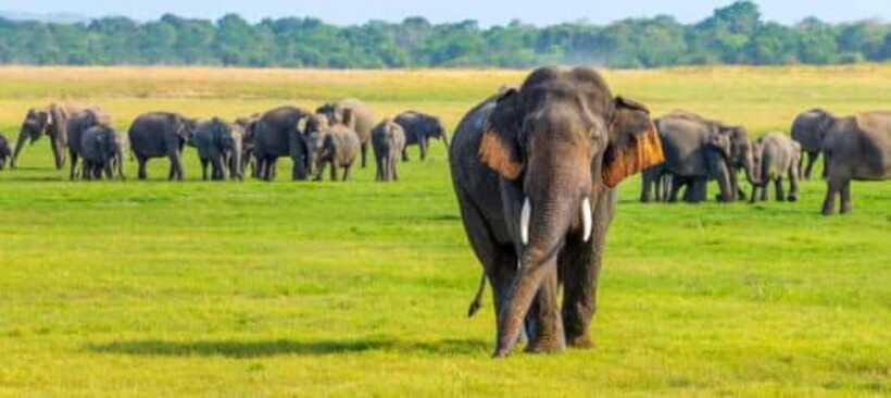 Minneriya National Park Wild Elephant Safari - Private - Sunset, photography, and the feel of the outing