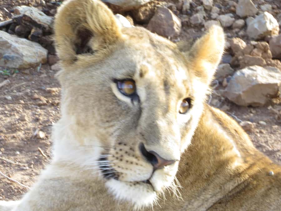 Mombasa: Tsavo East National Park Day Trip with Lunch - Tsavo East makes a long day worthwhile