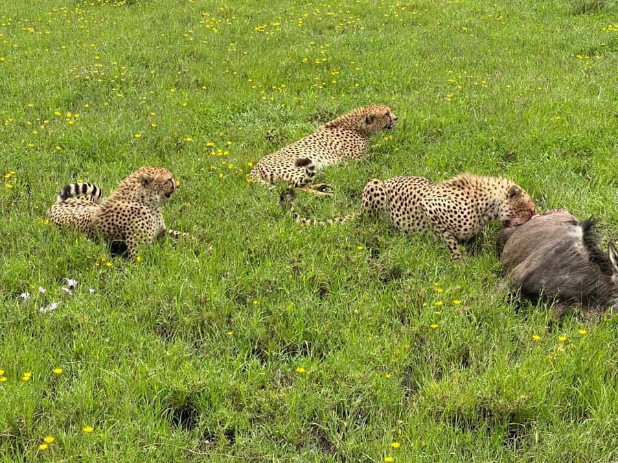 Mombasa: Tsavo East National Park Day Trip with Lunch - Four hours among Tsavo’s elephants and lions