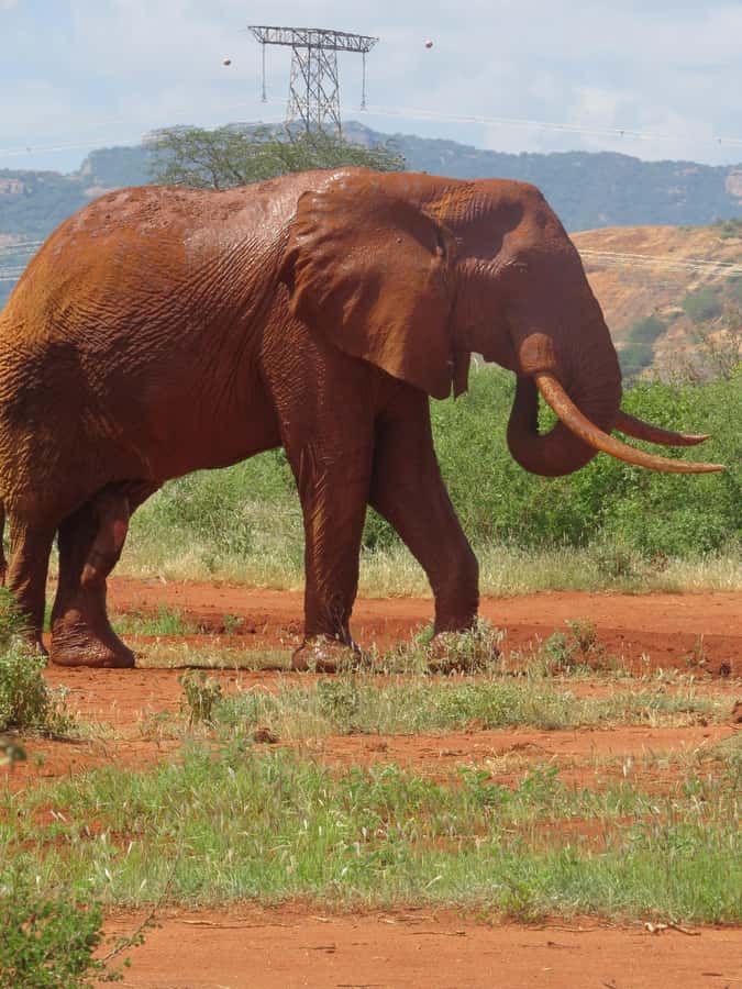 Mombasa: Tsavo East National Park Day Trip with Lunch - The Yatta Plateau and Tsavo’s sense of scale
