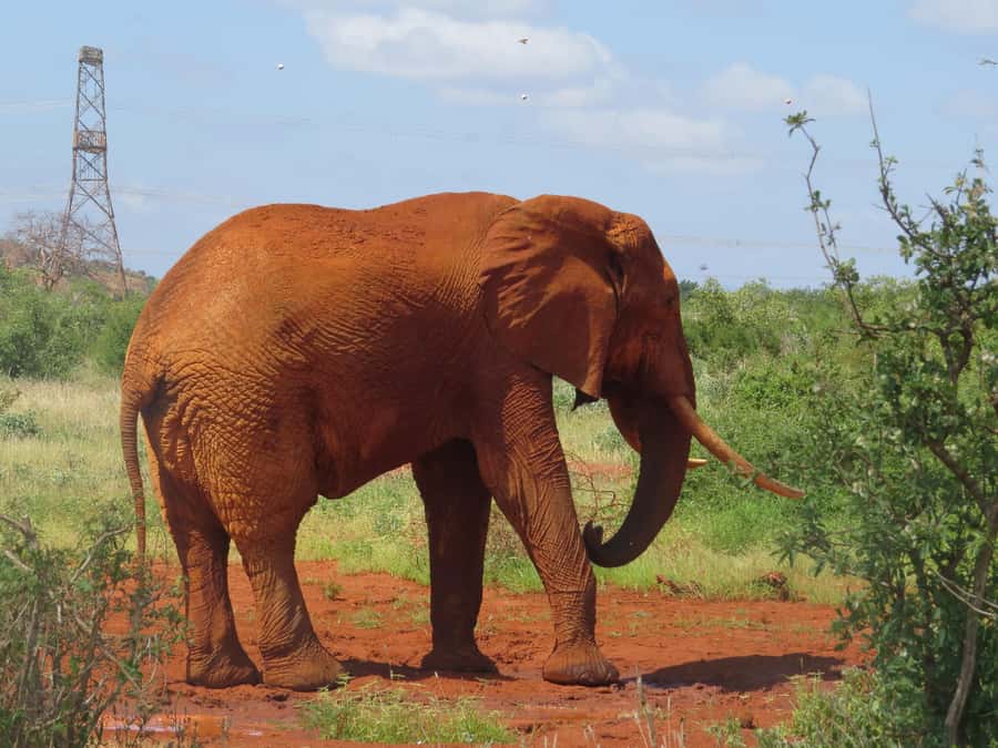 Mombasa: Tsavo East National Park Day Trip with Lunch - Guide quality can shape the whole day