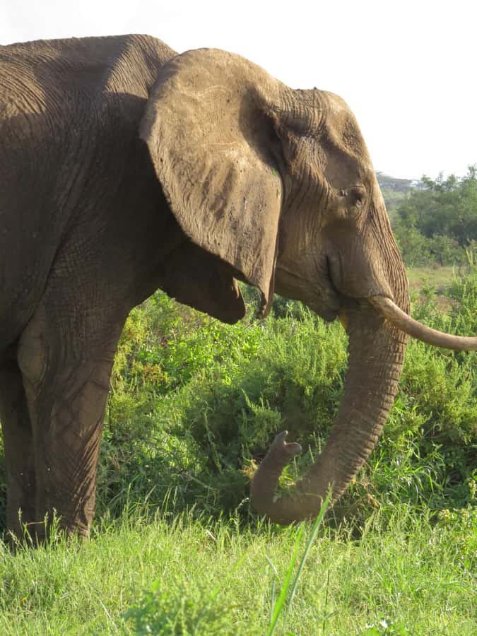Mombasa: Tsavo East National Park Day Trip with Lunch - Who should choose this Tsavo day trip?