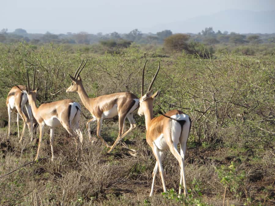 Mombasa: Tsavo East National Park Day Trip with Lunch - Practical things to bring from the coast