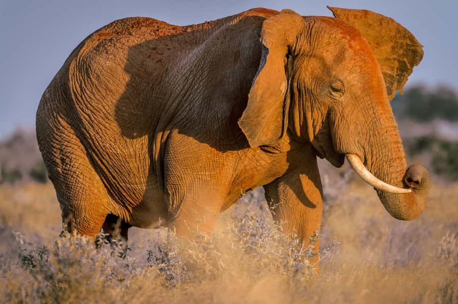 Mombasa: Tsavo East Ngutuni Sanctuary Overnight Safari - Why Ngutuni works for a short coastal safari