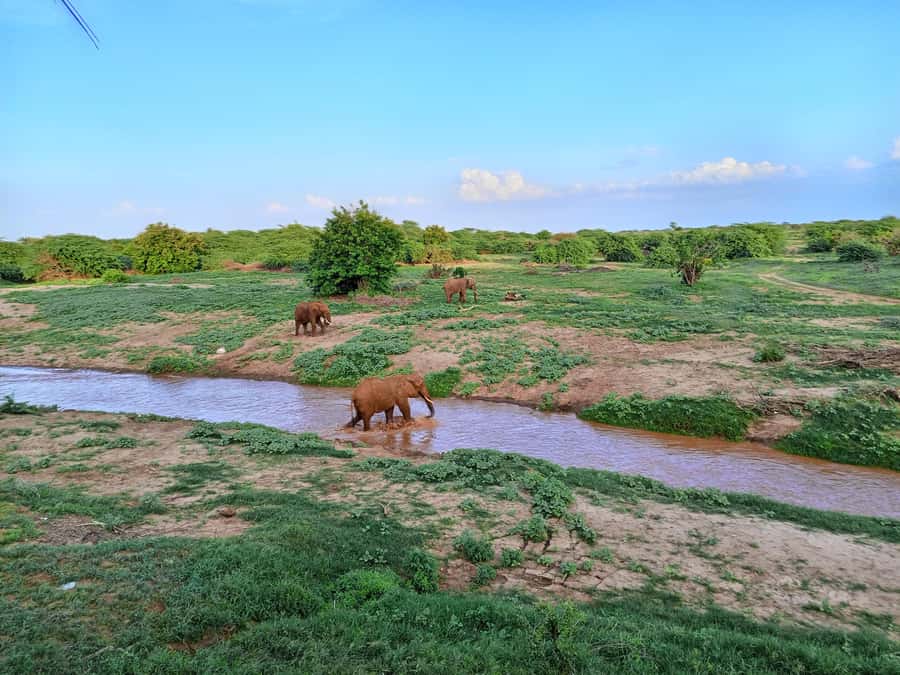 Mombasa: Tsavo East Ngutuni Sanctuary Overnight Safari - First game drive: arriving at Ngutuni Sanctuary