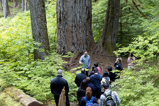 Mt. Rainier National Park Highlights Tour - Forest giants at Twin Firs