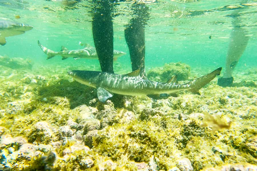 Murdeira: Sal Island Nature Reserve and Fishing Village Tour - Key points before you book
